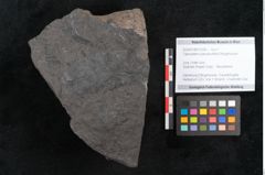 Foto (Objekt + Etikett) von Taeniopteris pseudovittata Ettingshausen (NHMW-GEO-2024-0188-10290)